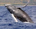 A whale