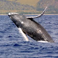 A whale
