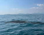 Oil Spill From Sunken Sealloyd Arc Spreads to Phuket Beaches