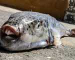 Invasive fugu fish spreads to Black Sea