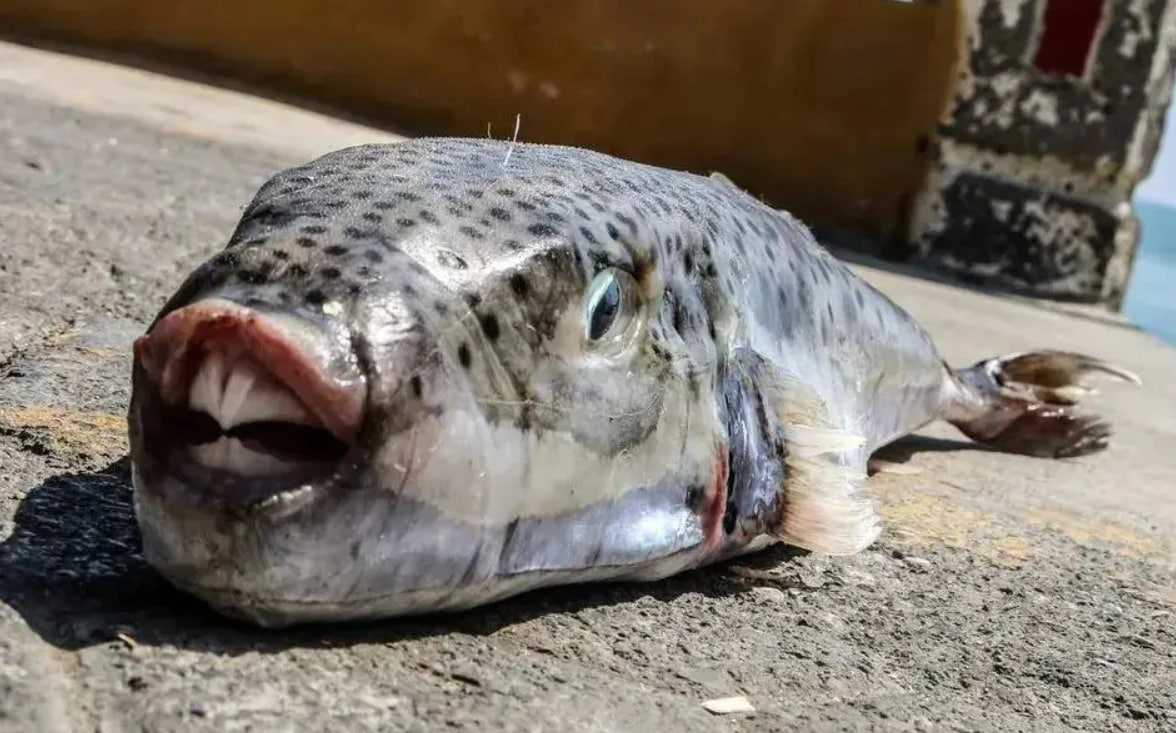 Invasive fugu fish spreads to Black Sea