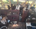 Abandoned boat with cats found off Tacoma