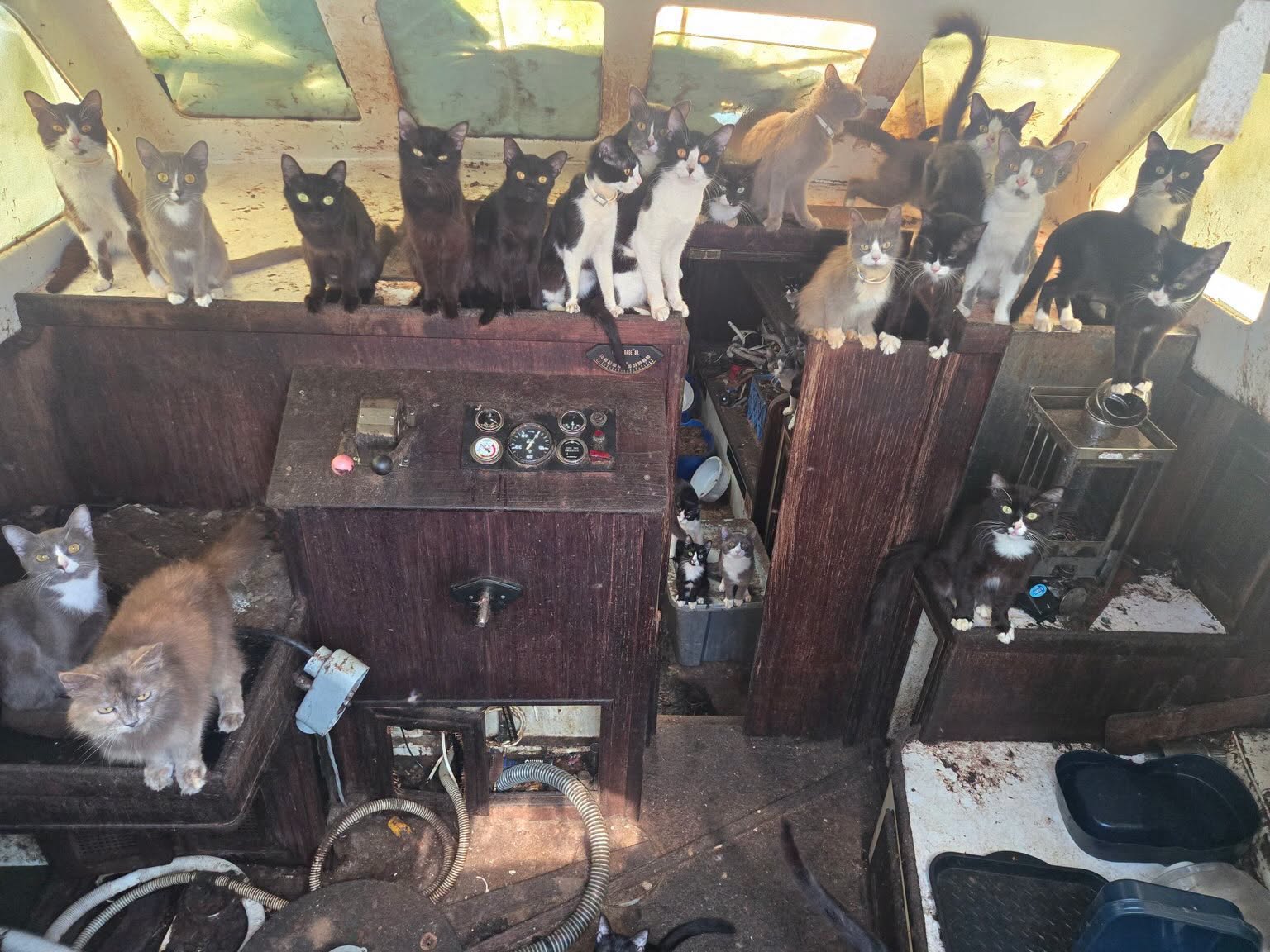 Abandoned boat with cats found off Tacoma